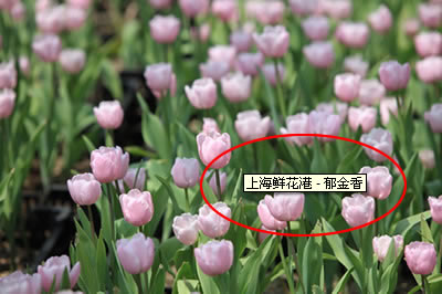 ÉϺ£ÏÊ»¨¸Û - Óô½ðÏã